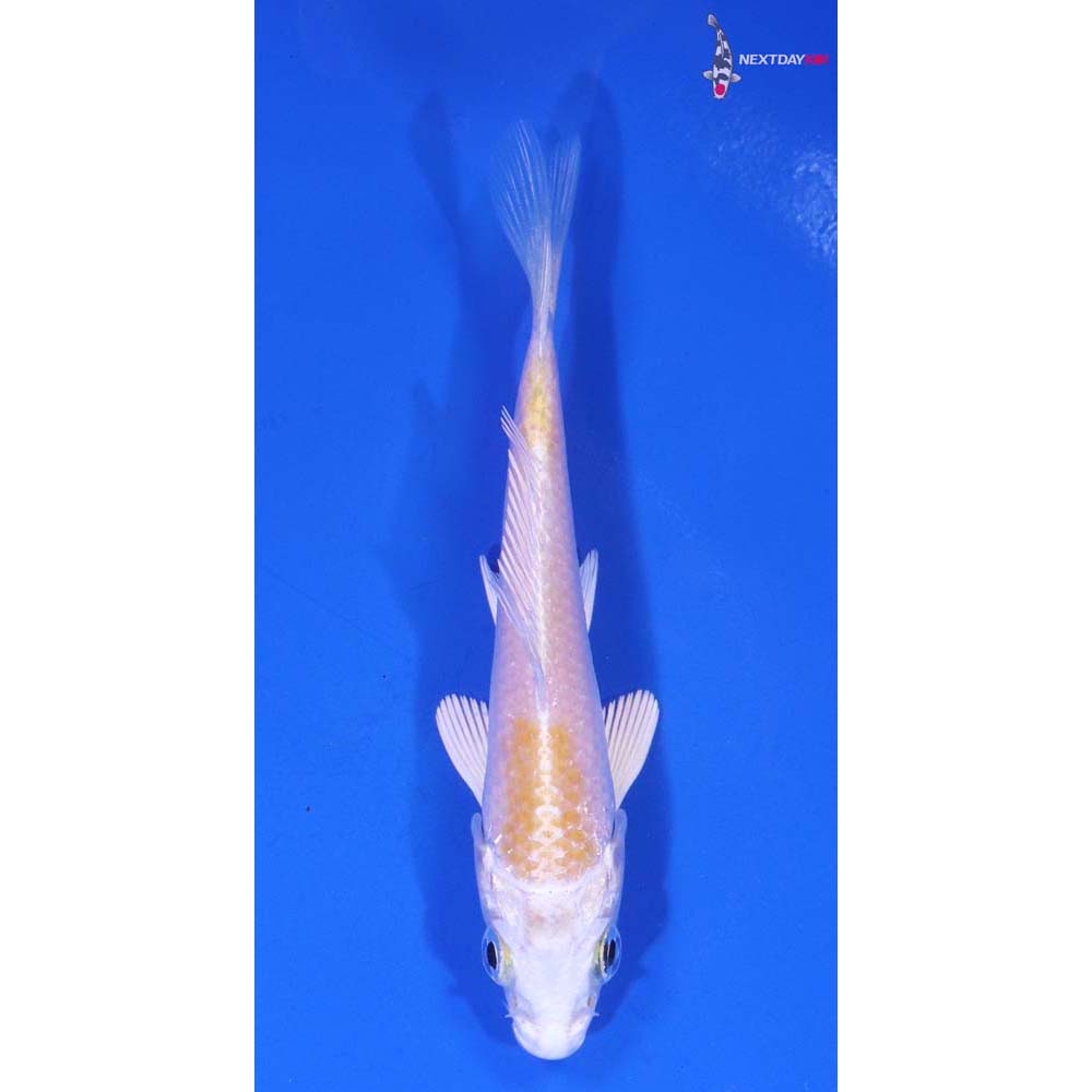 4” Imported Lemon Hariwake