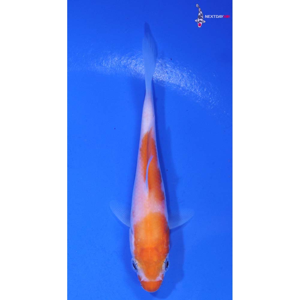 3.5” Imported Kohaku