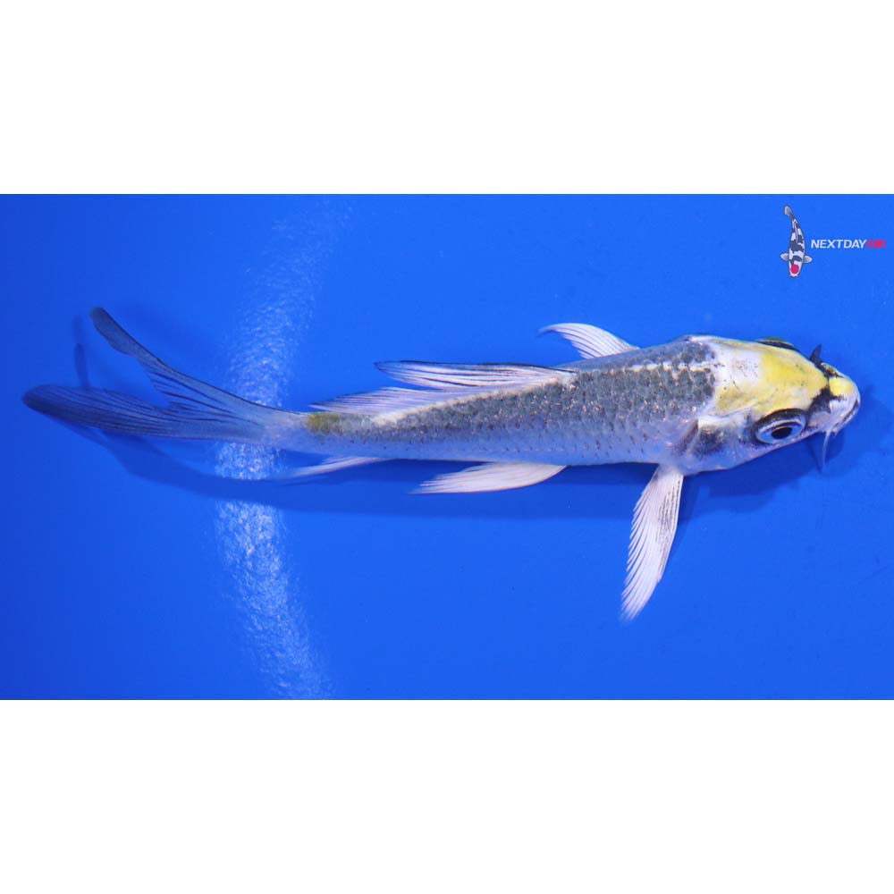 3.5” Imported Kujaku Butterfly Koi
