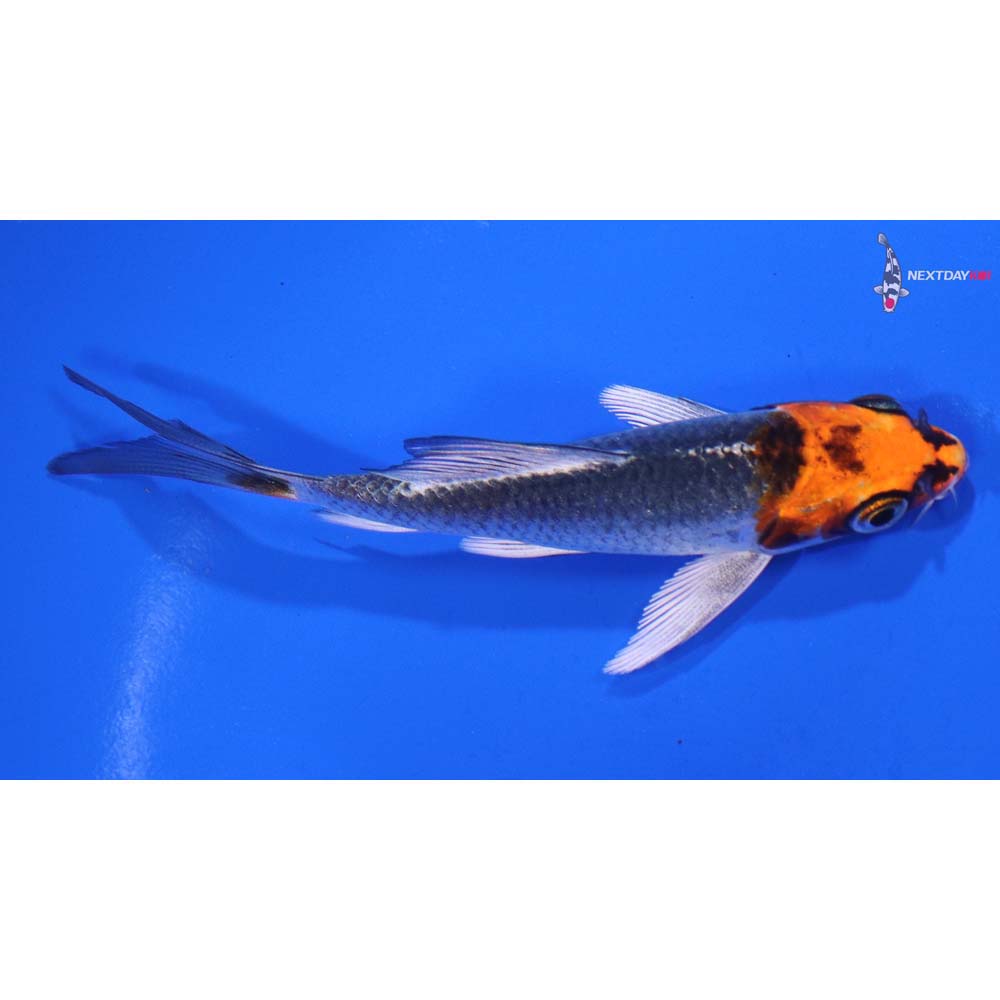 4” Imported Kujaku Butterfly Koi