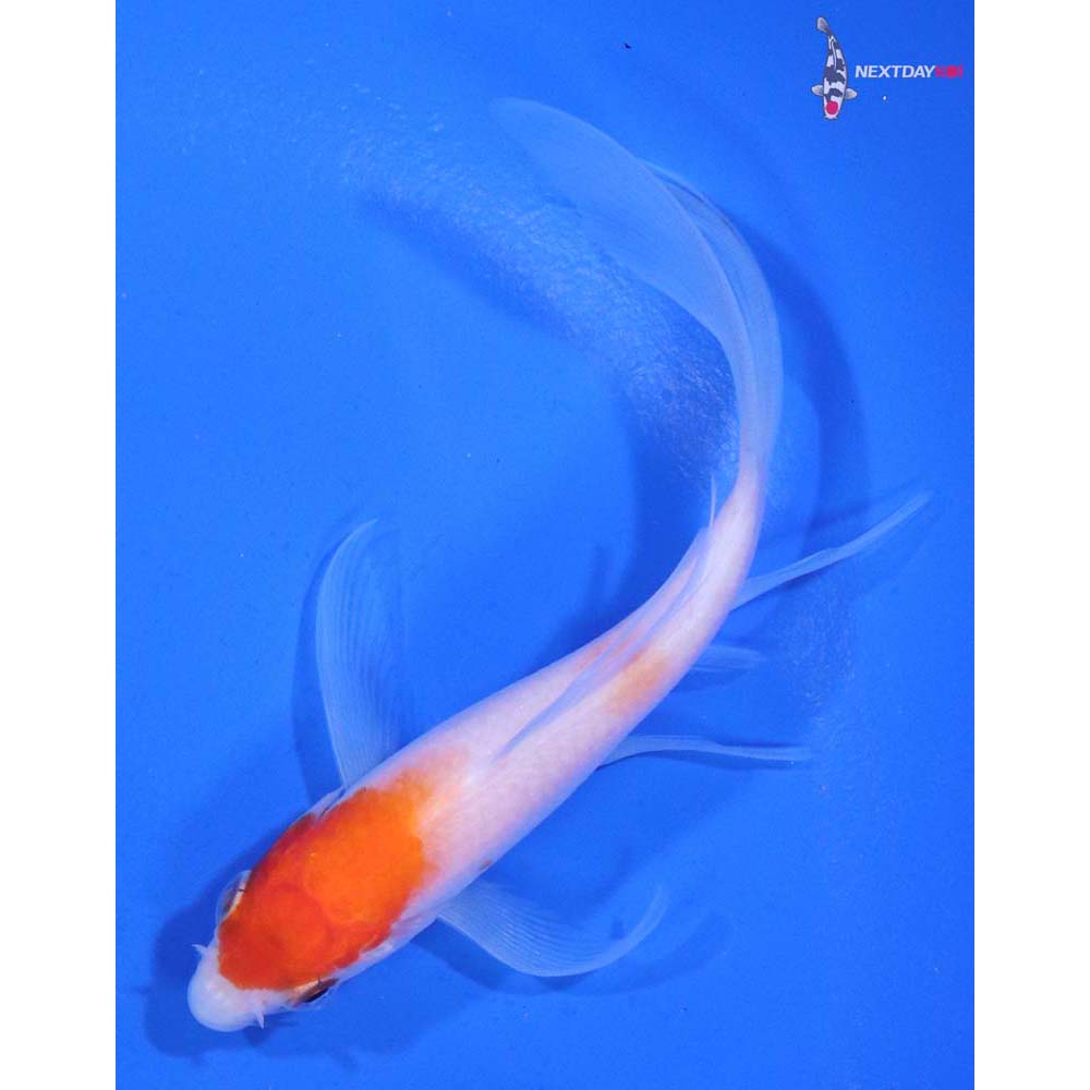 4” Imported Kohaku Butterfly Koi
