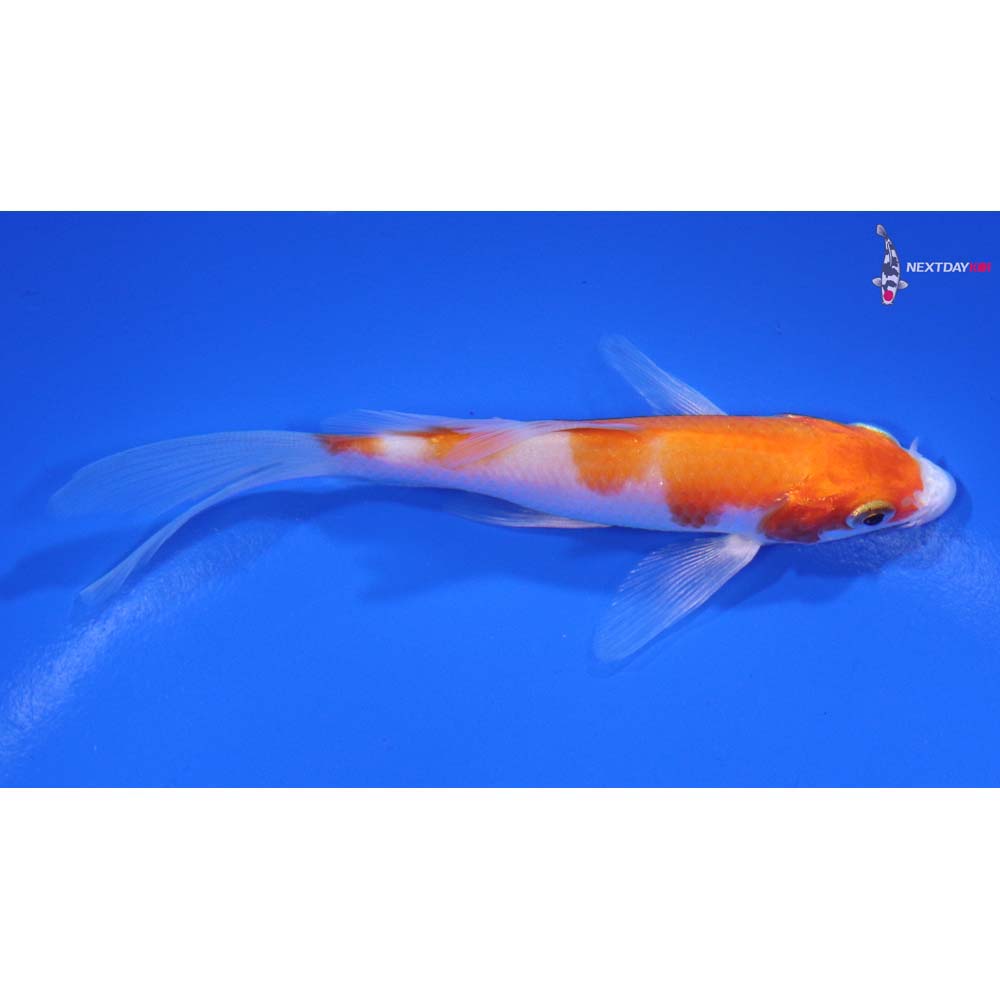 4” Imported Kohaku Butterfly Koi