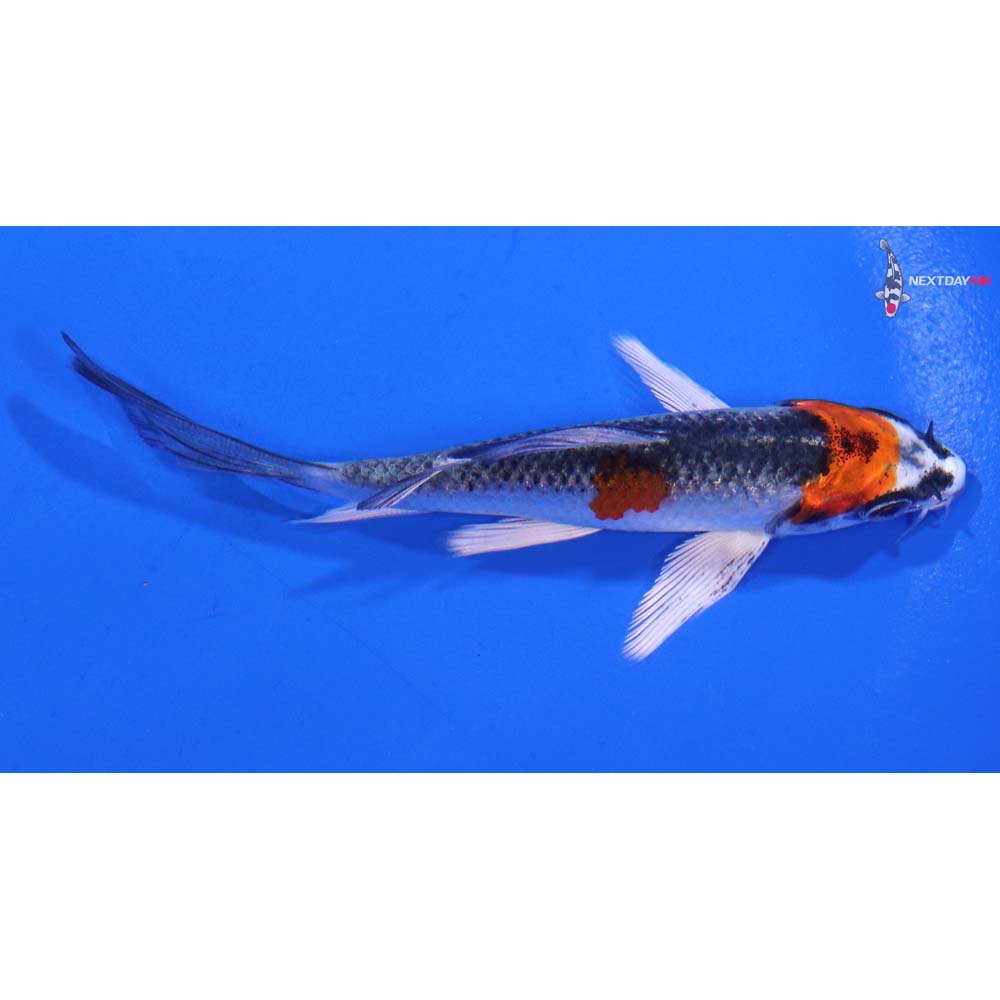 4” Imported Kujaku Butterfly Koi