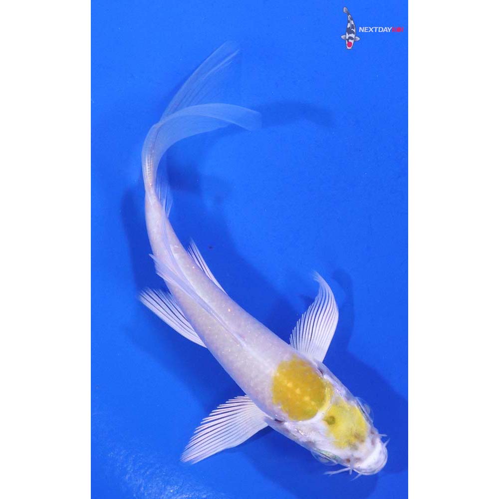 4” Imported Lemon Hariwake Butterfly Koi
