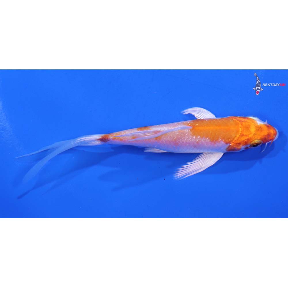 4” Imported Hariwake Butterfly Koi