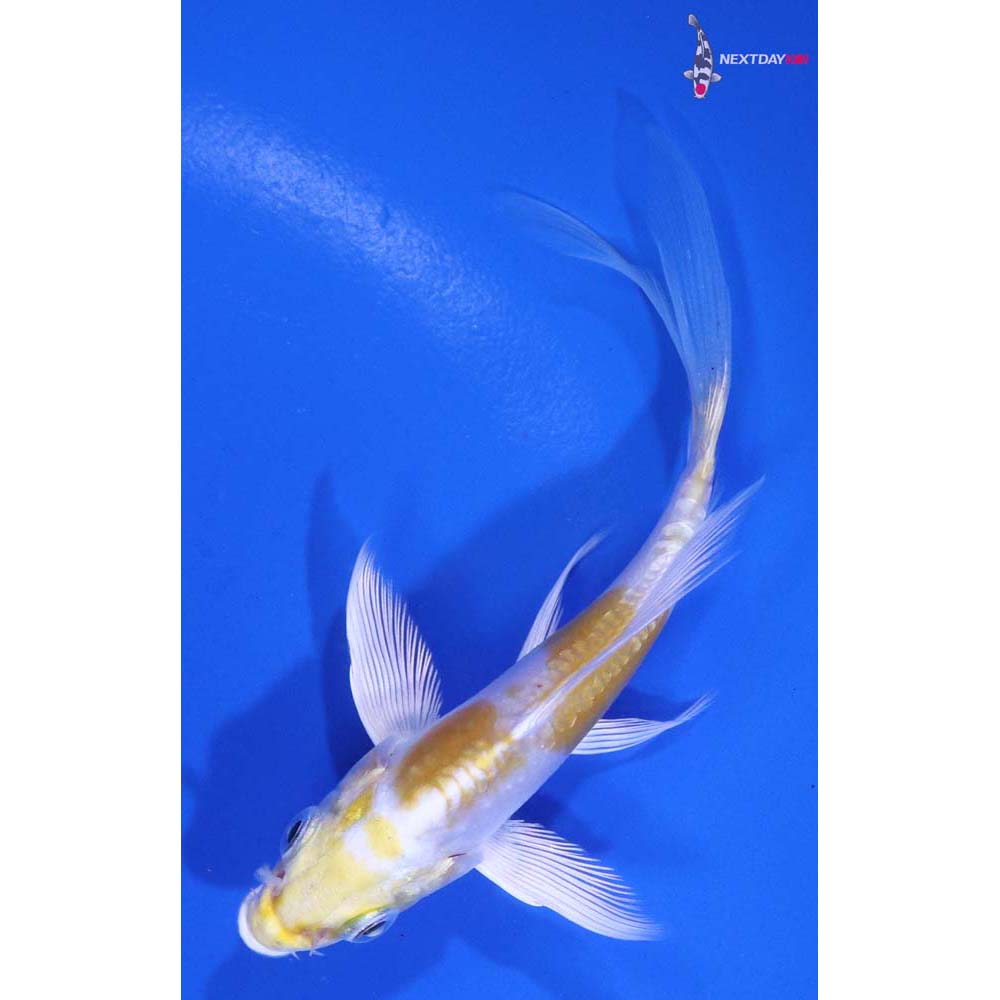 4” Imported Doitsu Lemon Hariwake Butterfly Koi