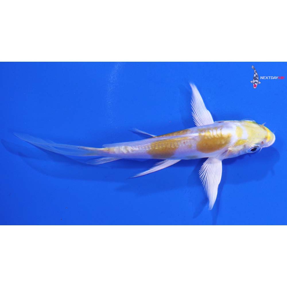 4” Imported Doitsu Lemon Hariwake Butterfly Koi