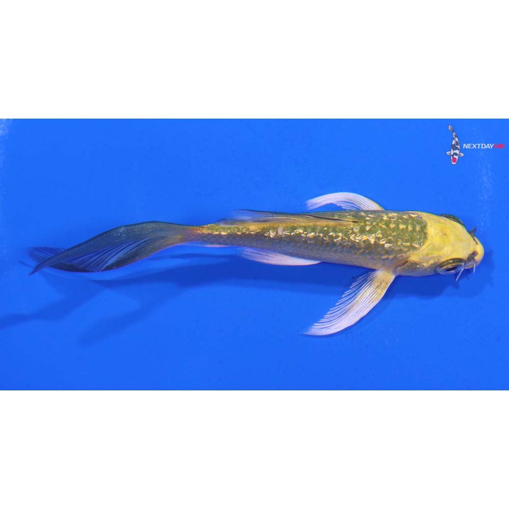 4” Imported Gin Rin Ki Matsuba Butterfly Koi