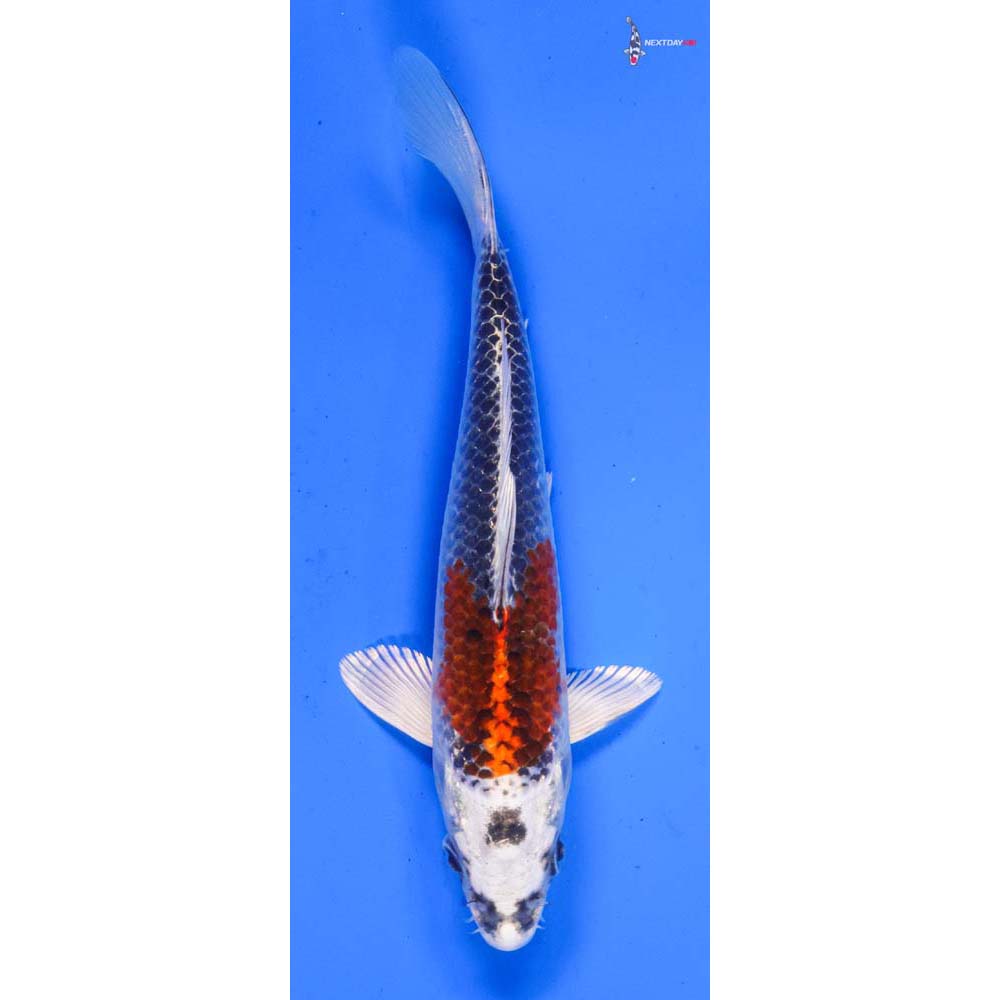 6” Imported Kujaku