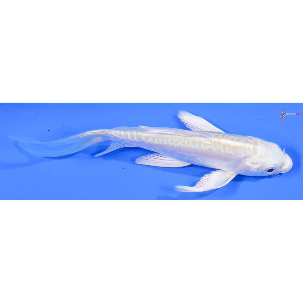 4” Imported Doitsu Lemon Hariwake Butterfly Koi