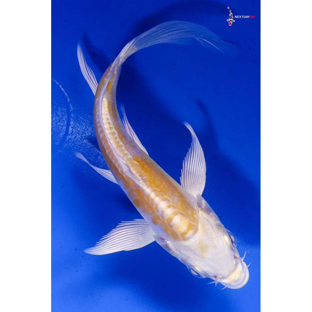 4” Imported Doitsu Lemon Hariwake Butterfly Koi