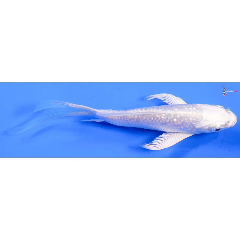 4.5” Imported Gin Rin Platinum Ogon Butterfly Koi
