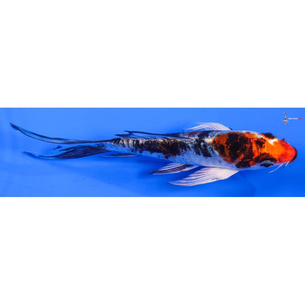 4.5” Imported Heisei Nishiki Butterfly Koi