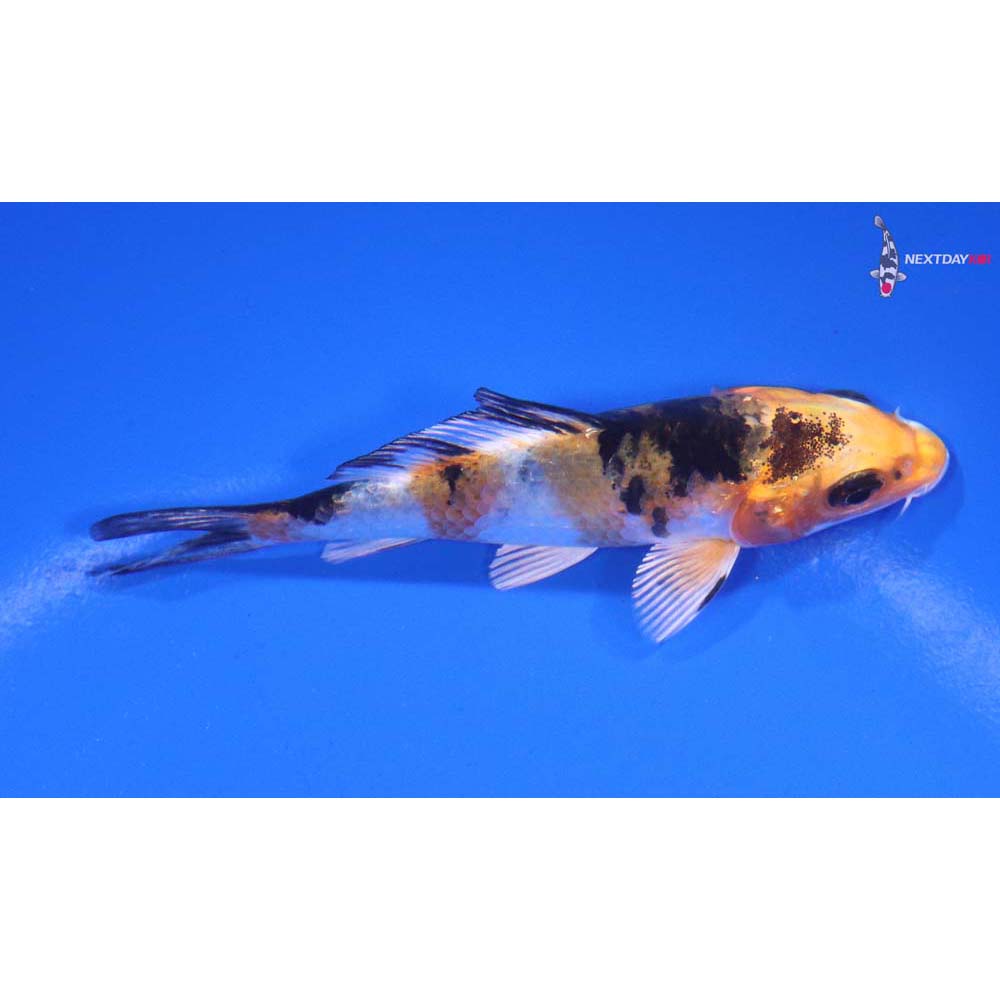 3.5” Imported Yamato Nishiki