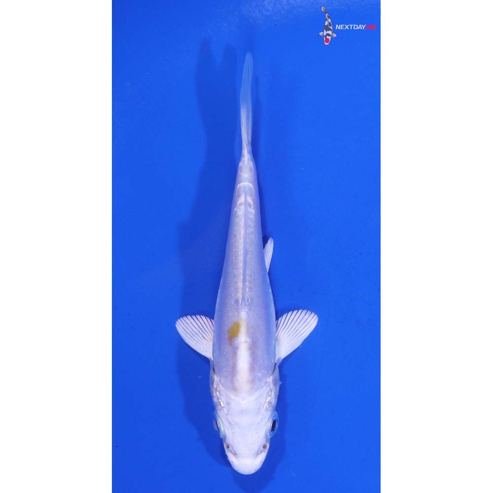3.5” Imported Doitsu Lemon Hariwake