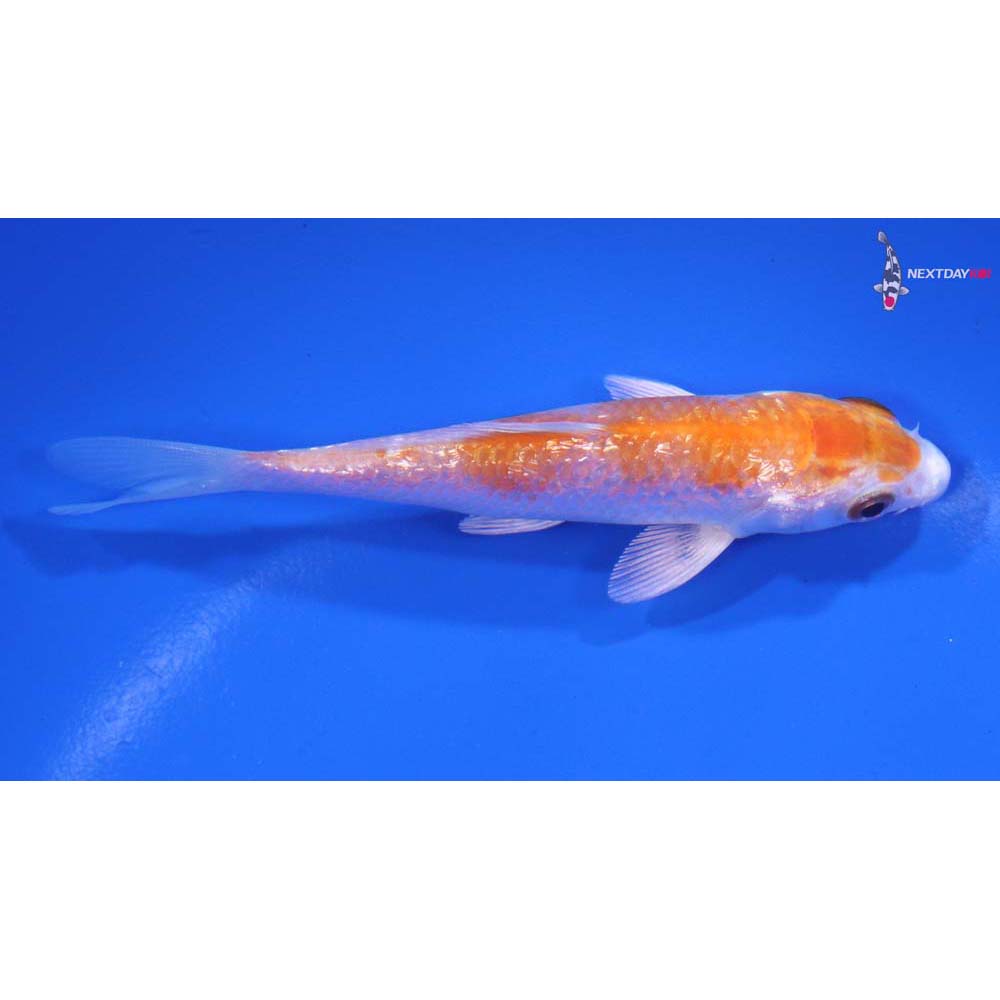 4” Imported Gin Rin Hariwake