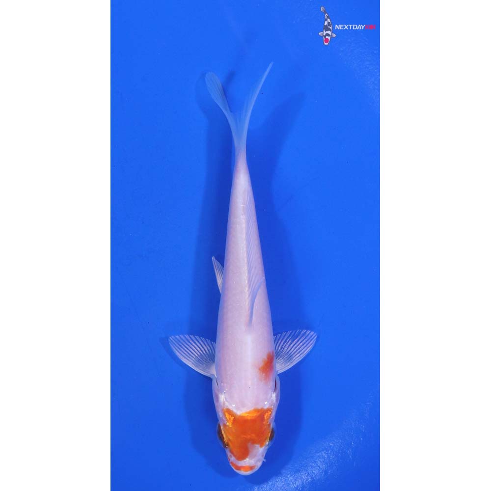 4” Imported Hariwake
