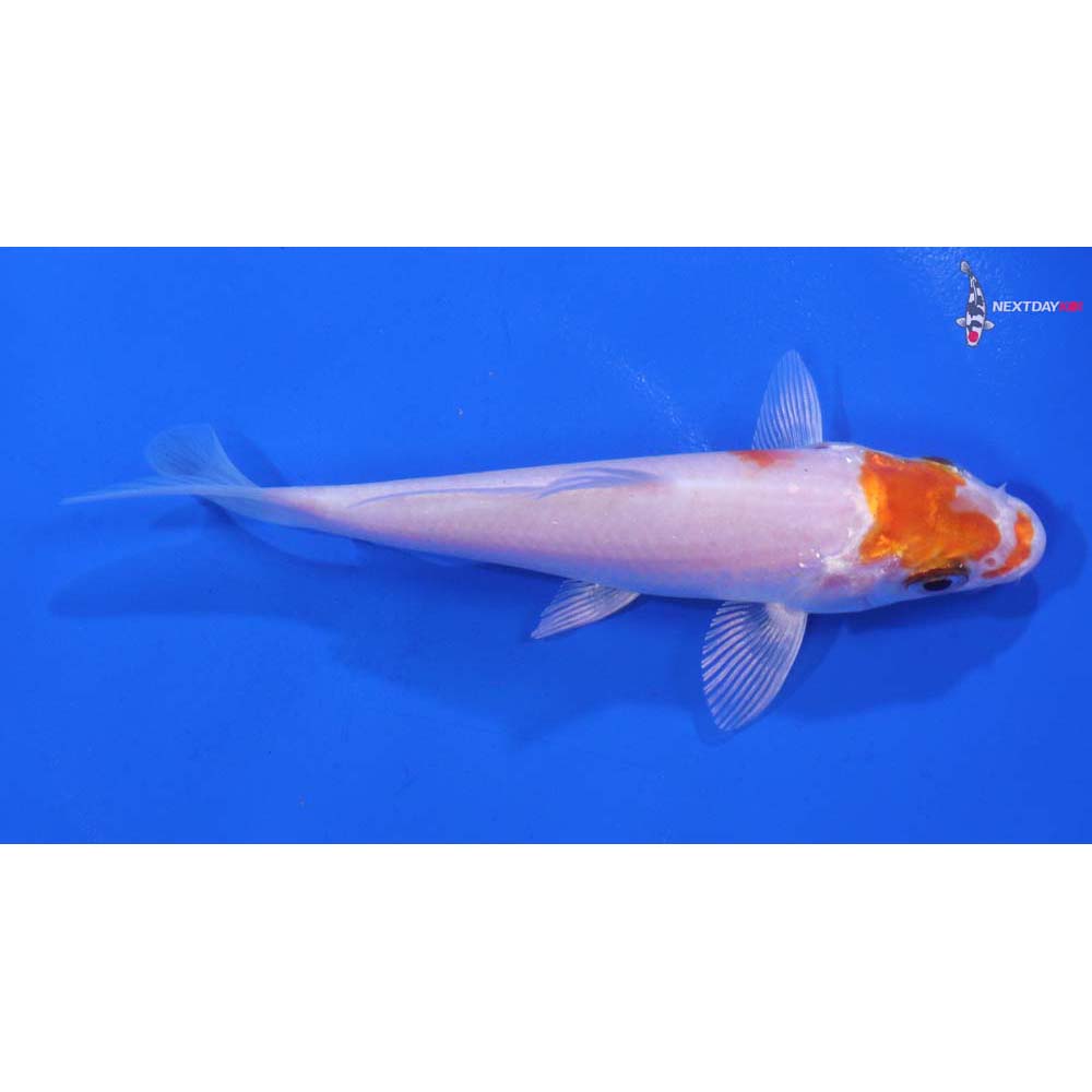4” Imported Hariwake