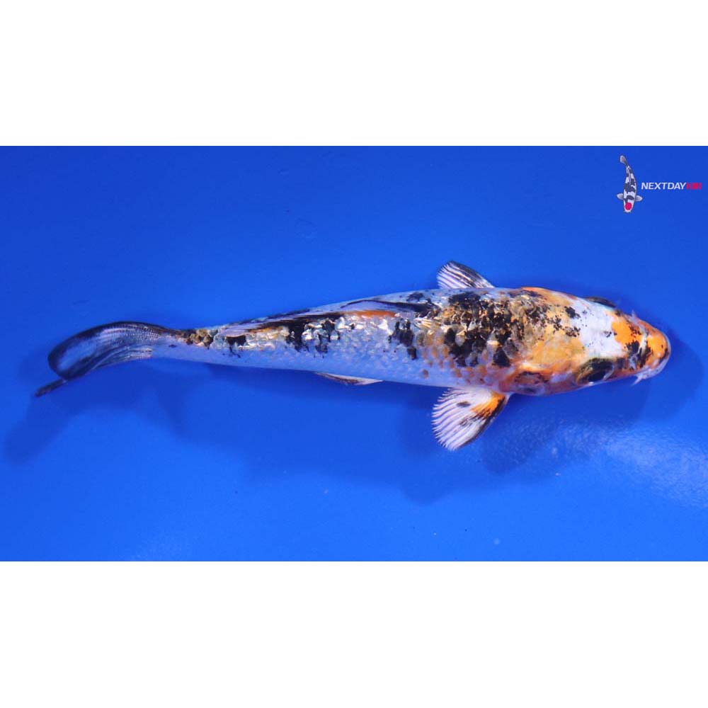 3.5” Imported Gin Rin Yamato Nishiki