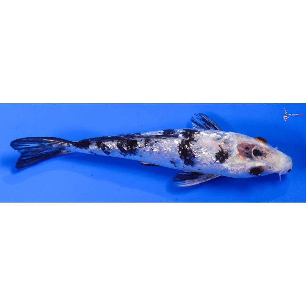 5” Imported Gin Rin Sanke