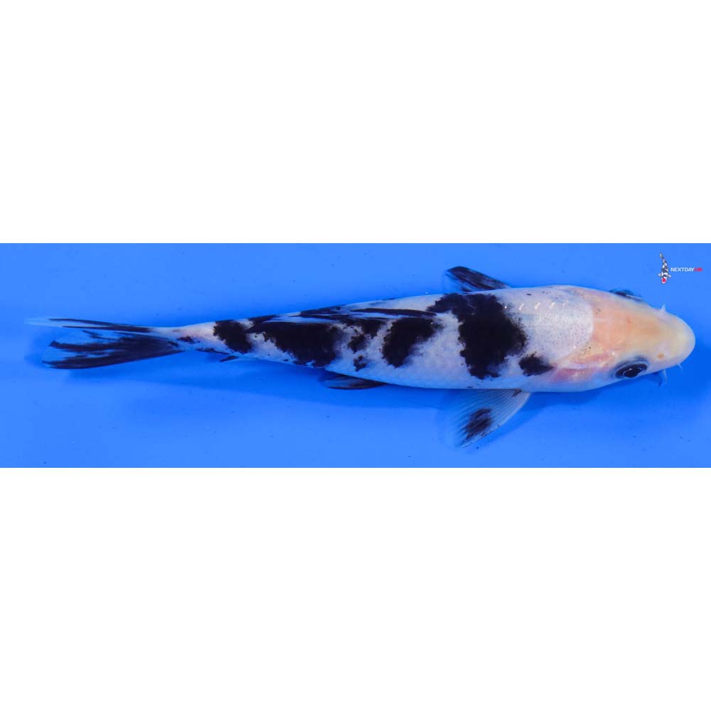 5” Imported Shiro Bekko
