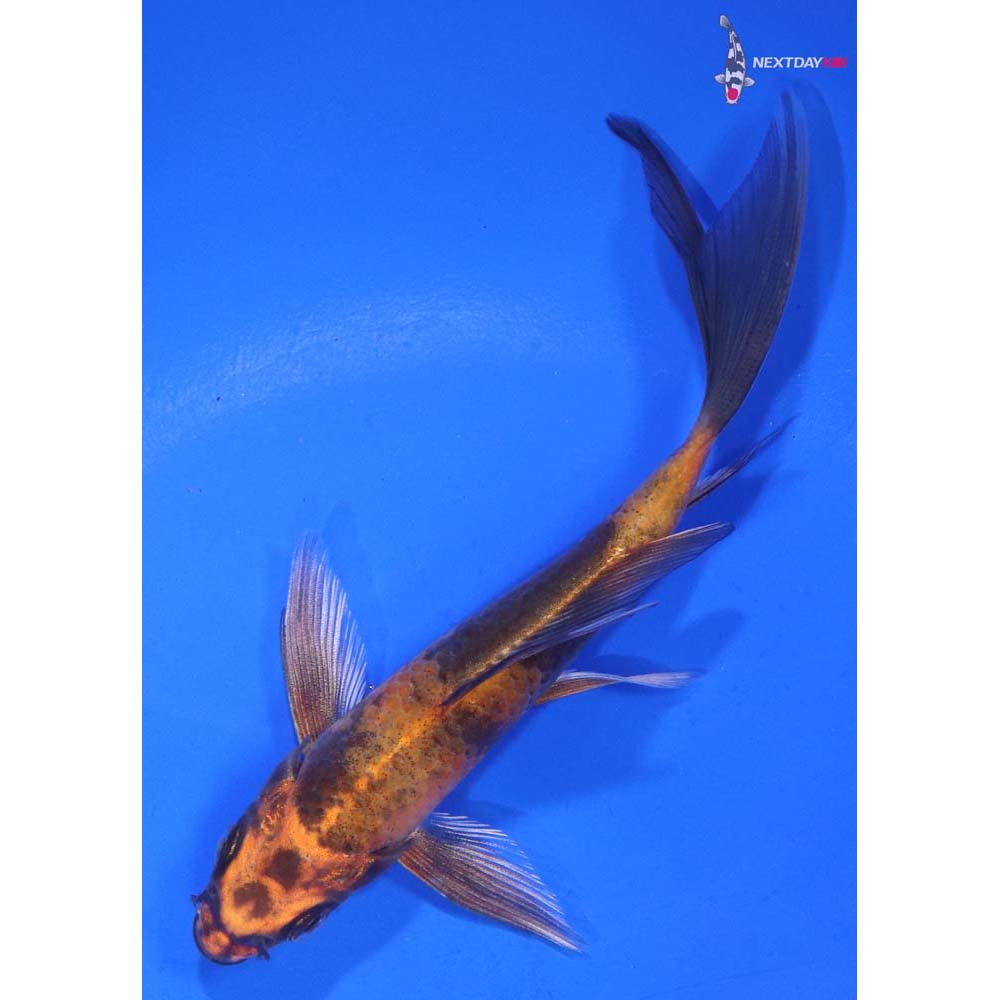 4.5” Imported Kin Hi Utsuri Butterfly Koi