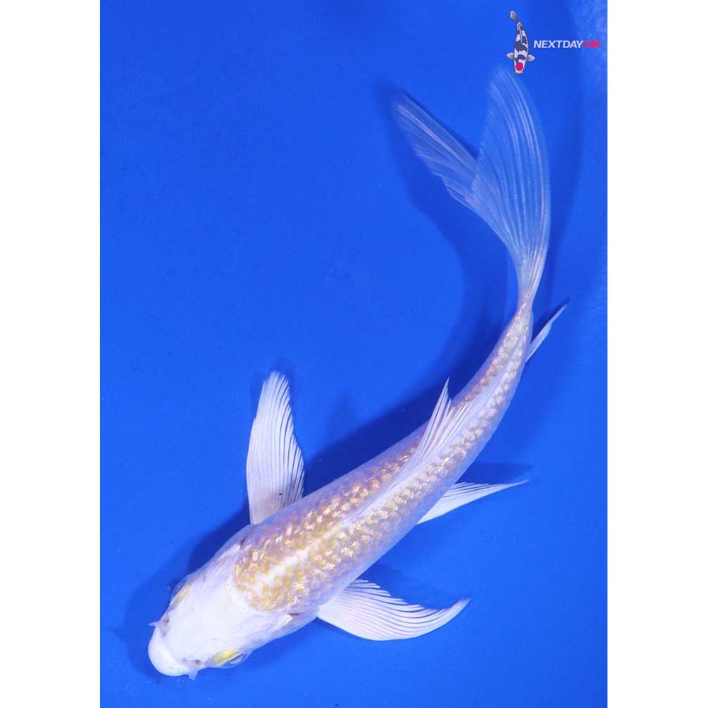 4.5” Imported Gin Rin Lemon Hariwake Butterfly Koi