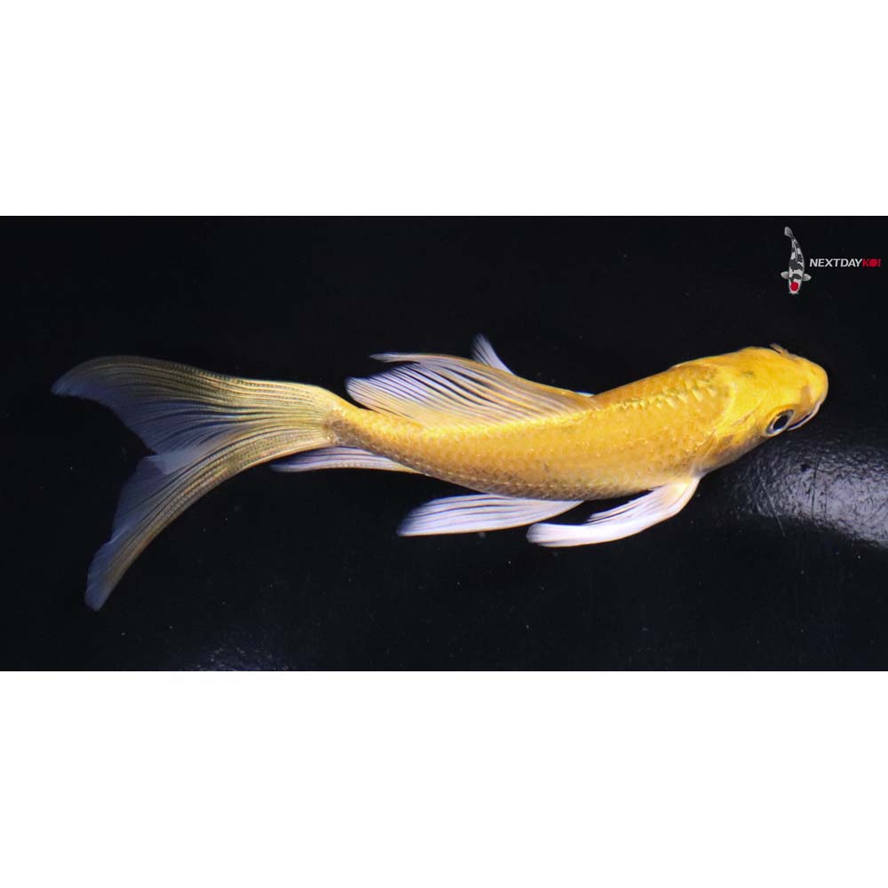 5” Imported Yamabuki Ogon Butterfly Koi