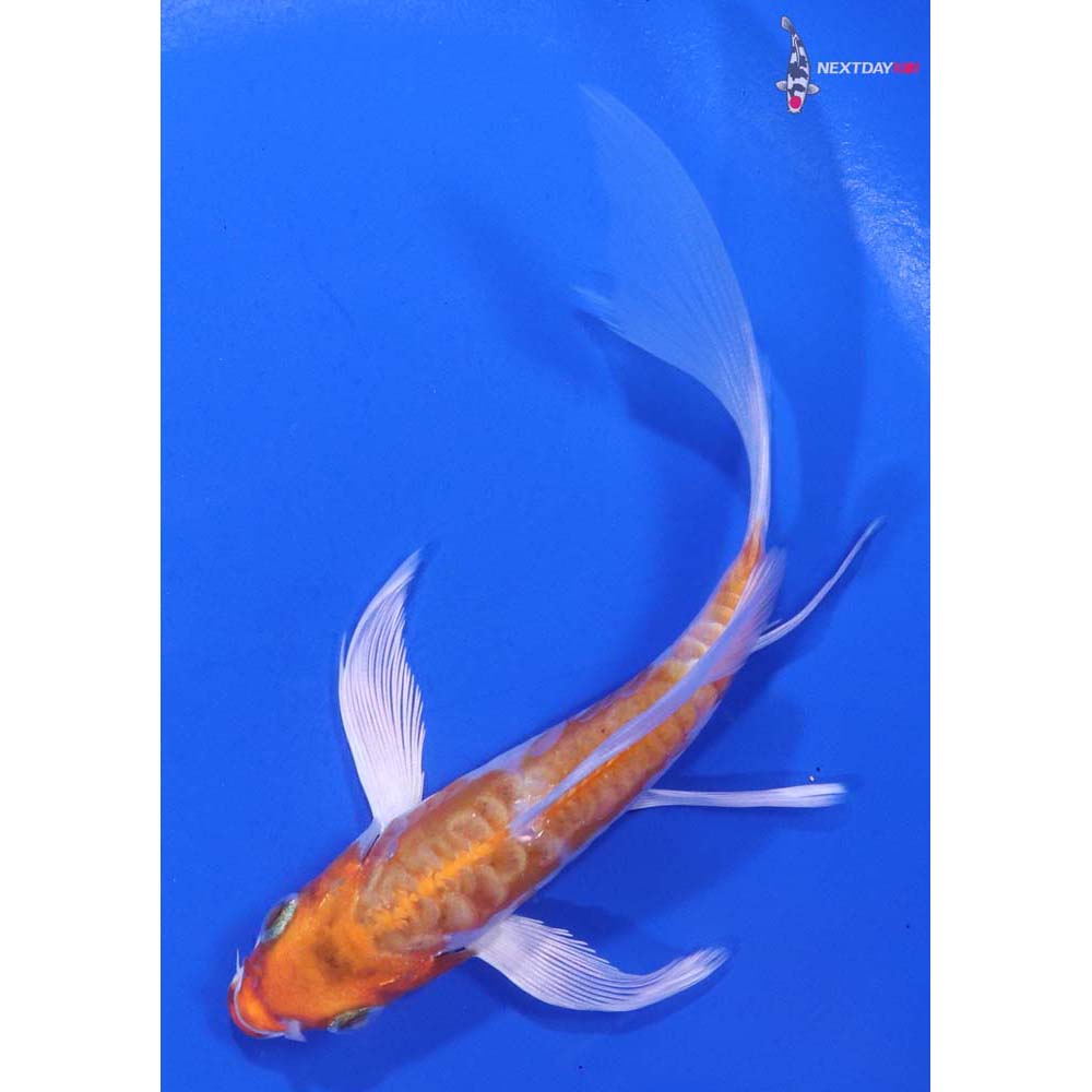 5.5” Imported Kikusui Butterfly Koi