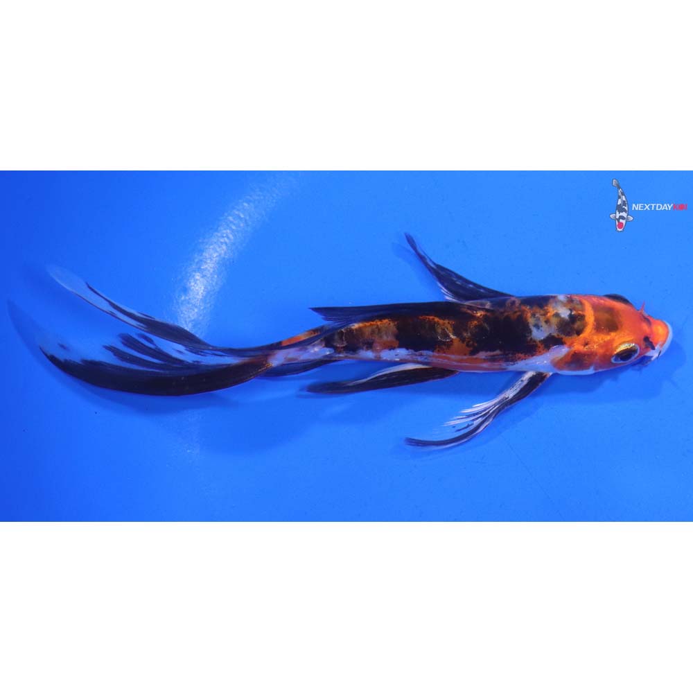 5.5” Imported Heisei Nishiki Butterfly Koi