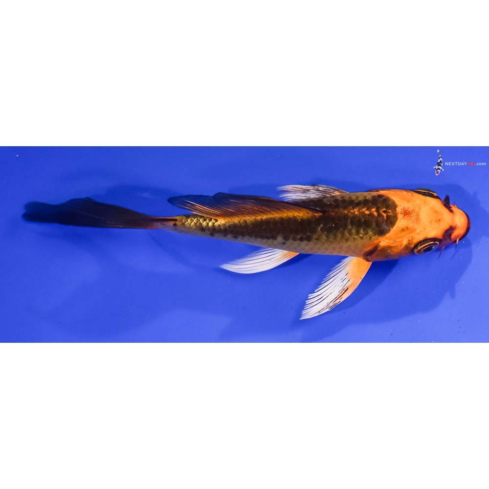 4.5” Imported Ki Matsuba Butterfly Koi