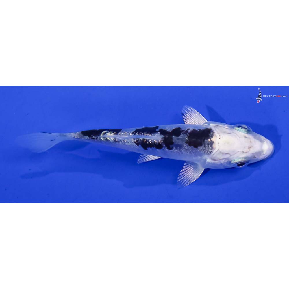 3” Imported Doitsu Blue Gin Shiro Bekko