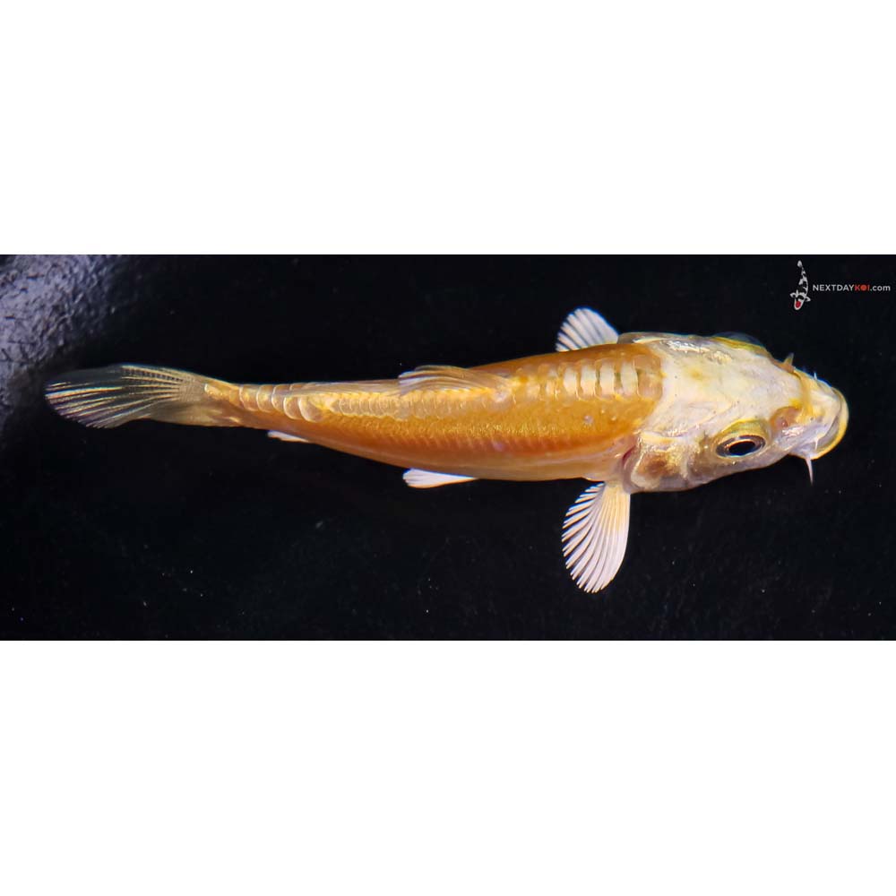 3” Imported Doitsu Yamabuki Ogon