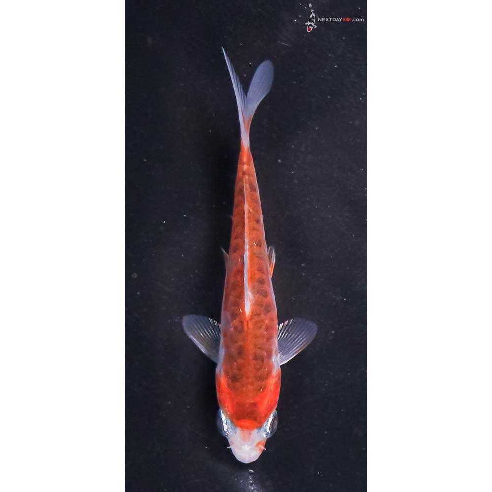 3.5” Imported Doitsu Goromo