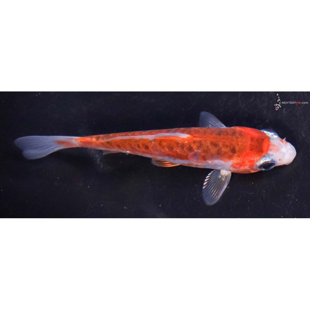 3.5” Imported Doitsu Goromo