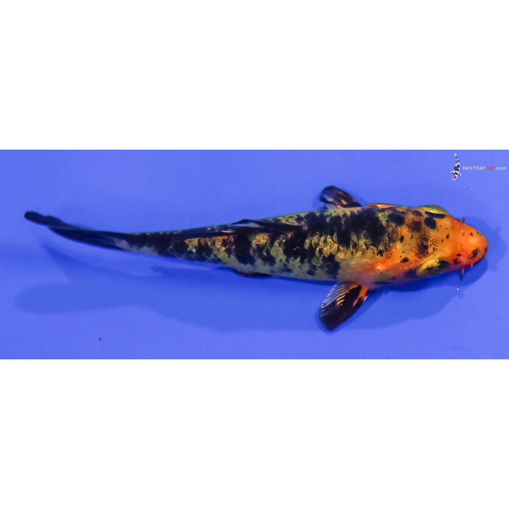 3.5” Imported Kin Aka Bekko