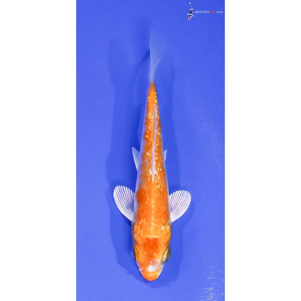 3.5” Imported Gin Rin Hariwake