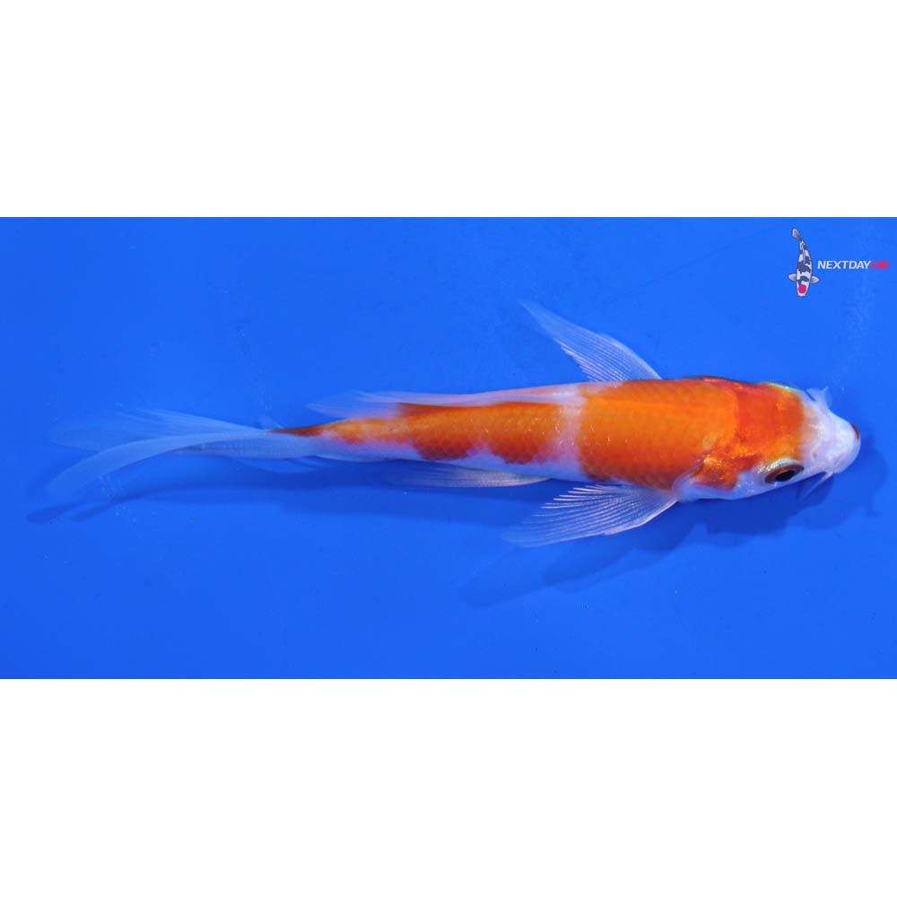 3.5” Imported Kohaku Butterfly Koi