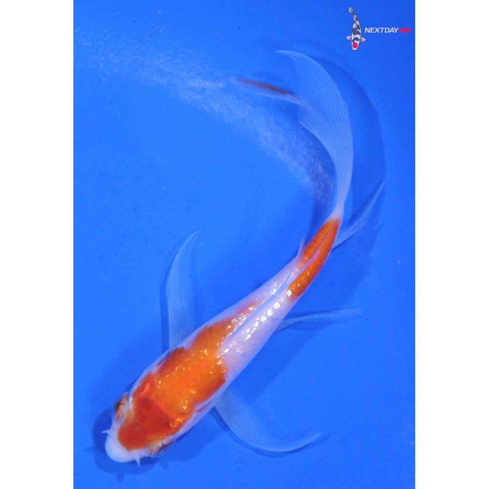 3.5” Imported Gin Rin Kohaku Butterfly Koi
