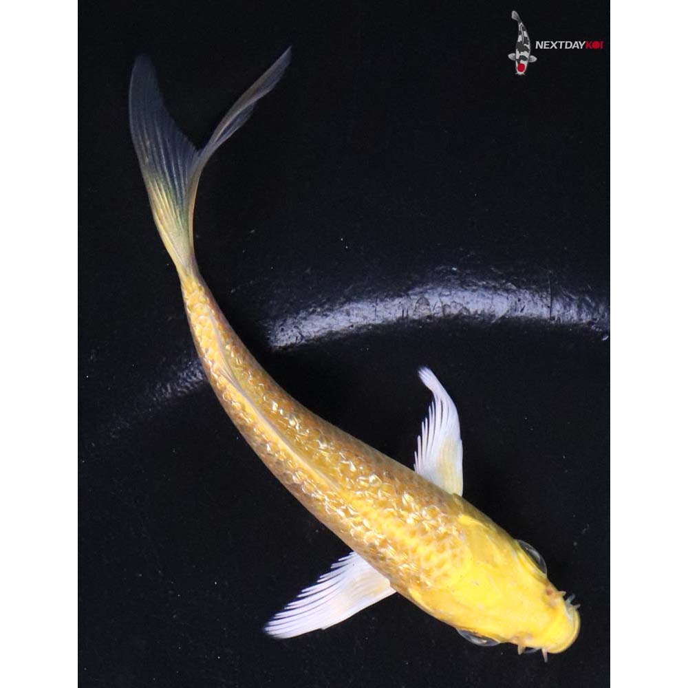 3.5” Imported Gin Rin Yamabuki Ogon Butterfly Koi