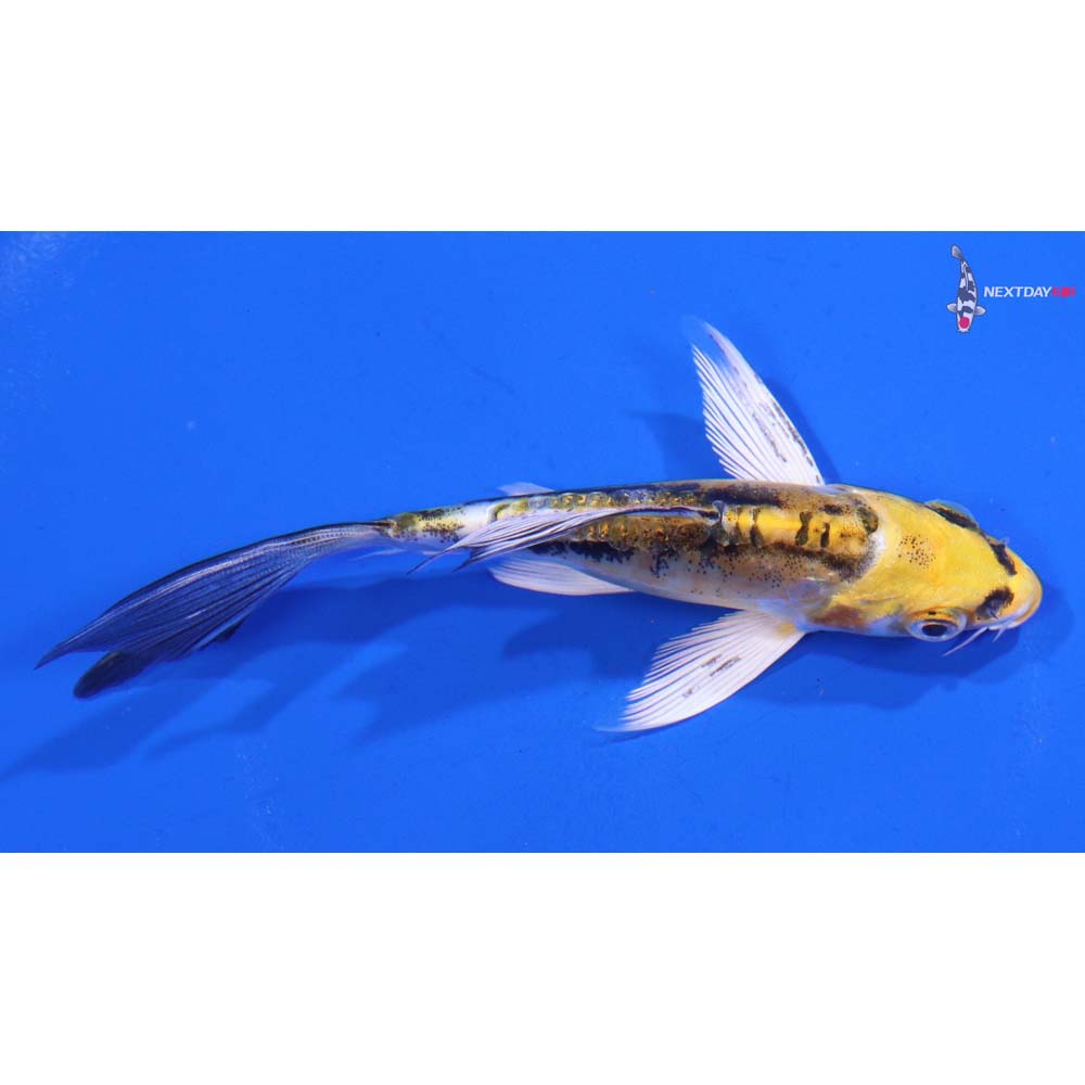 4” Imported Kin Kikokuryu Butterfly Koi