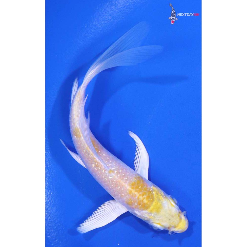 4” Imported Lemon Hariwake Butterfly Koi