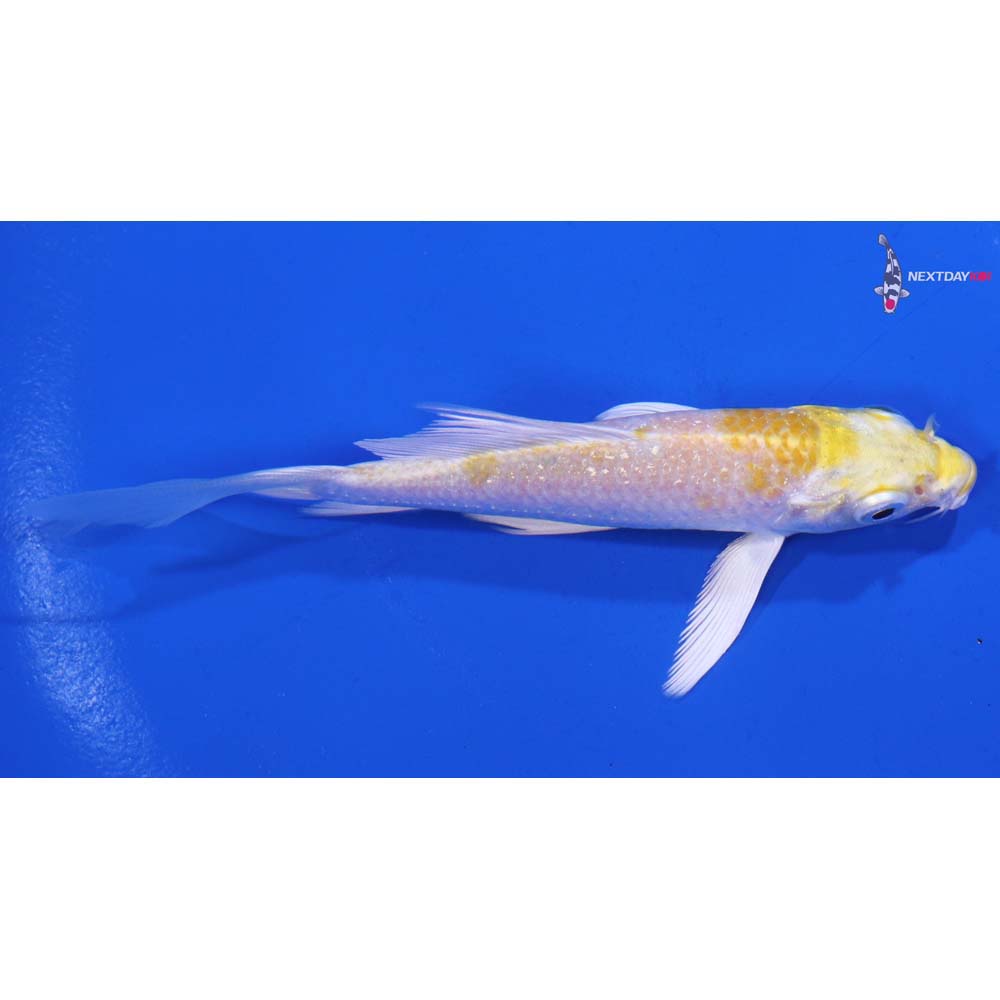 4” Imported Lemon Hariwake Butterfly Koi