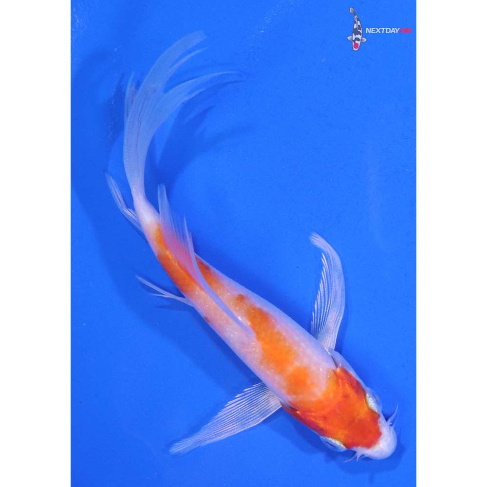 4” Imported Hariwake Butterfly Koi