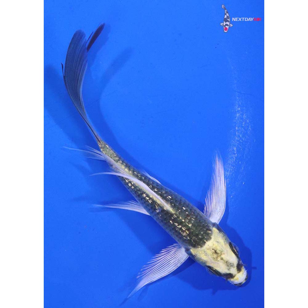 4” Imported Gin Rin Ki Matsuba Butterfly Koi