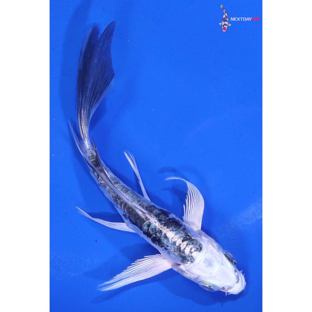 4” Imported Doitsu Gin Shiro Bekko Butterfly Koi
