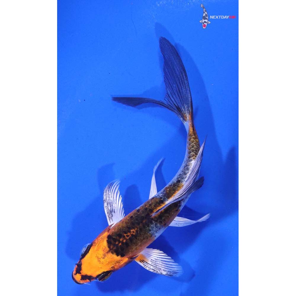 4” Imported Kujaku Butterfly Koi