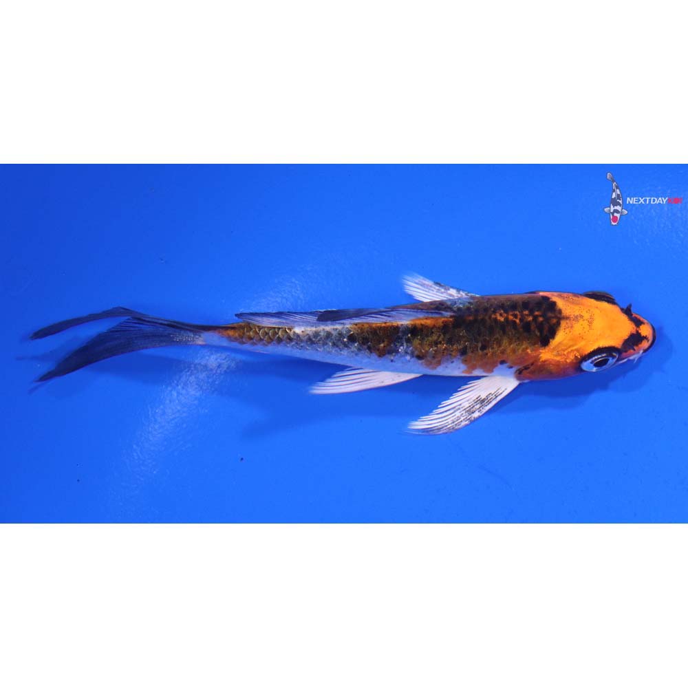 4” Imported Kujaku Butterfly Koi