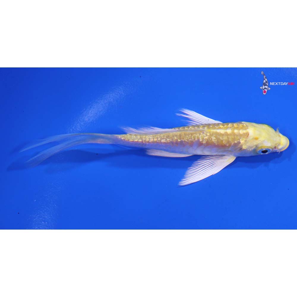 4” Imported Armor Scaled Gin Rin Lemon Hariwake Butterfly Koi