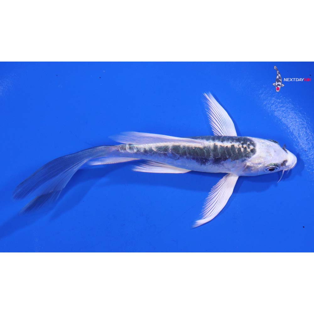 4.5” Imported Doitsu Gin Matsuba Butterfly Koi